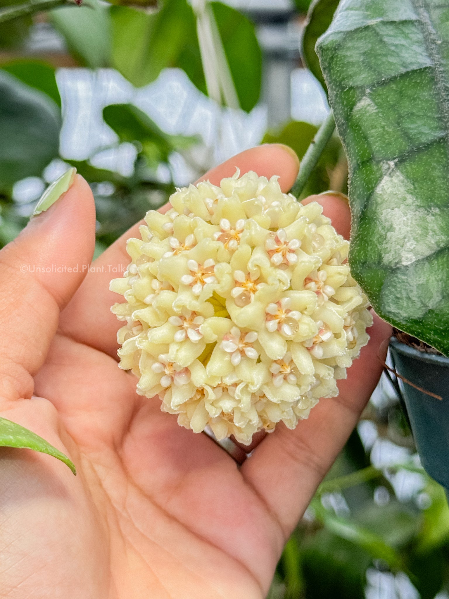 Hoya 2024 Globulosa