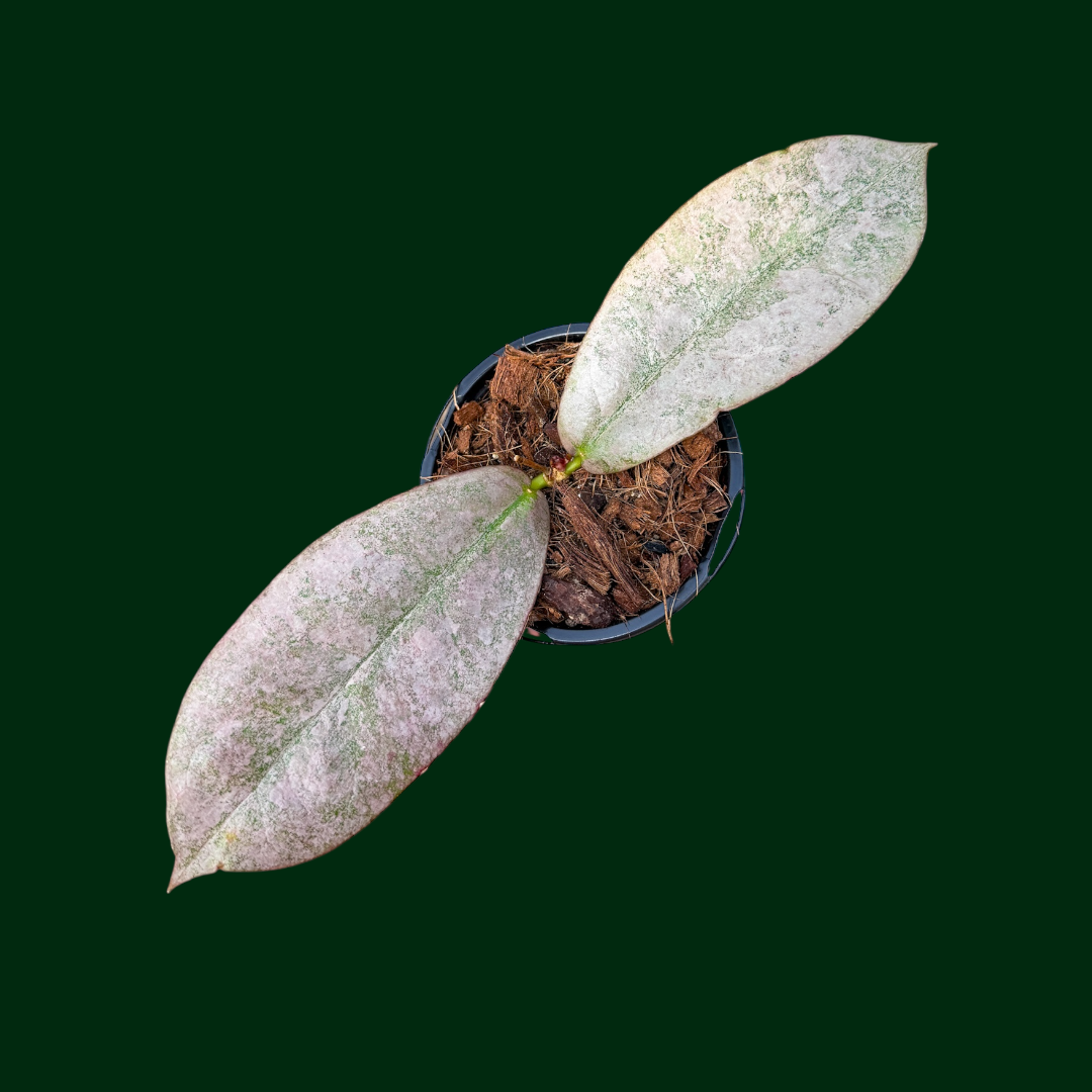 Hoya mitrata (Borneo, Silver)