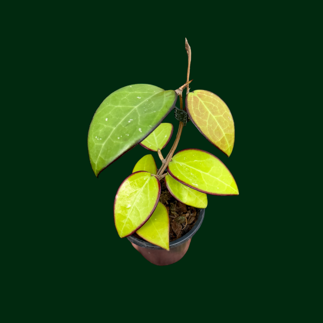 Hoya KSB01