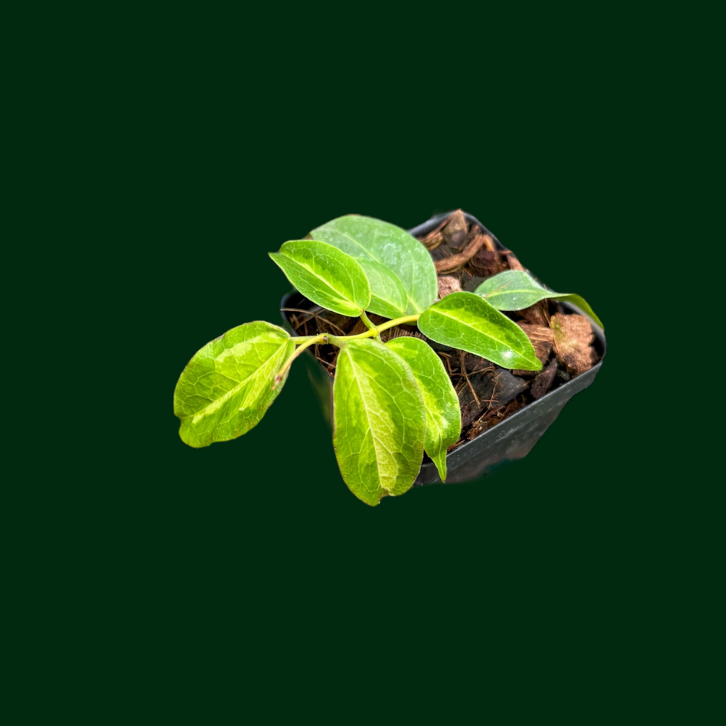 hoya dennisii ' frida ' 　約５センチカップ植え hoya dennisii ' frida ' 約5センチカップ植え