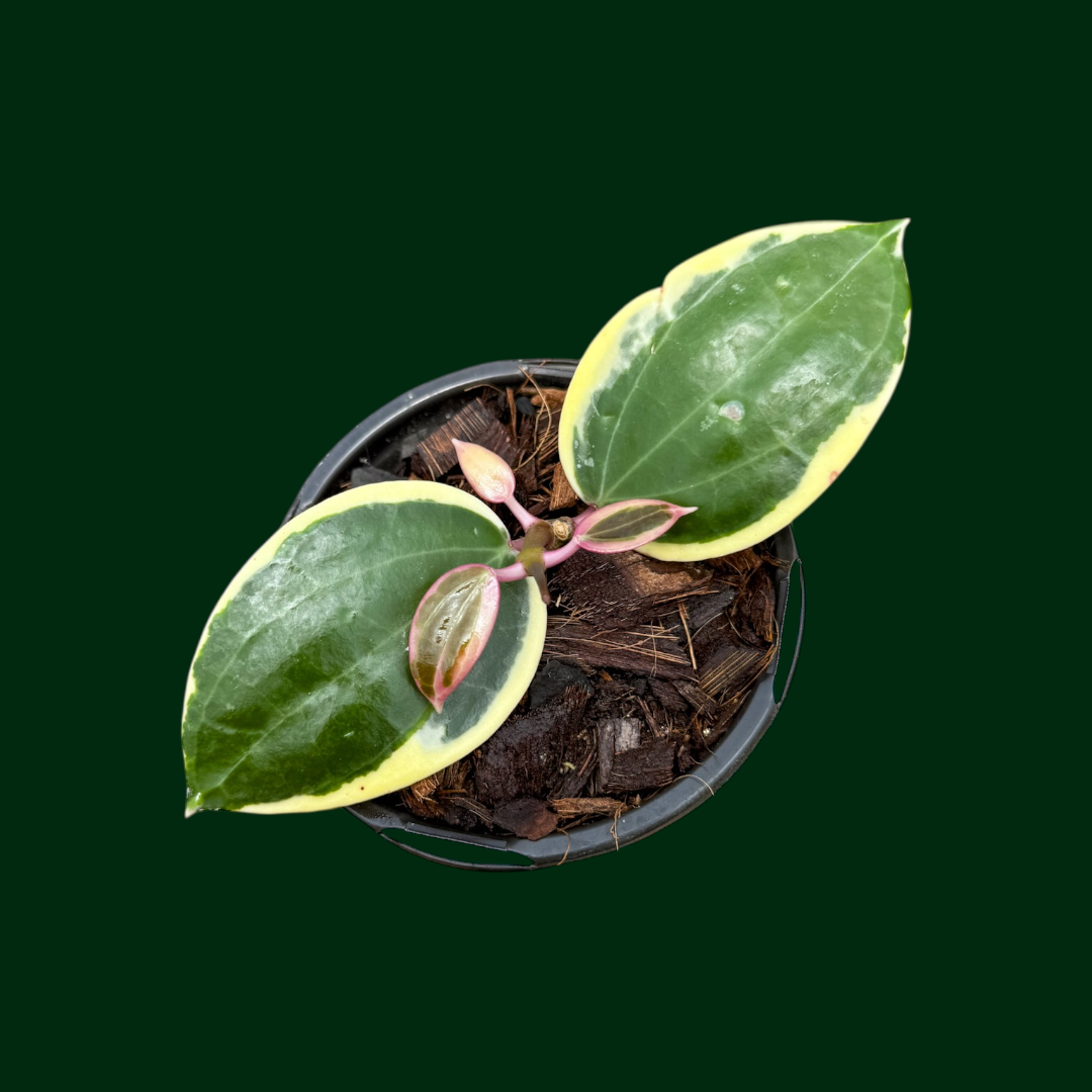 16 ホヤ マチルダ斑入り 内斑 激レア mathilde variegated