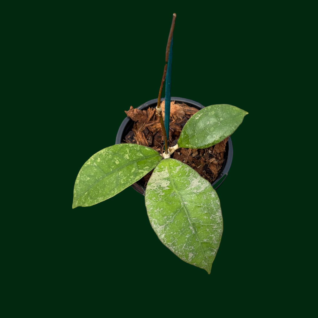 Hoya sp. (Kalbar)