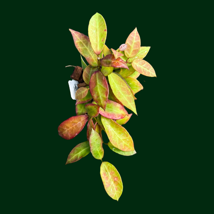 Hoya ‘Sunrise’ (earliest circulated ‘Sunrise’)