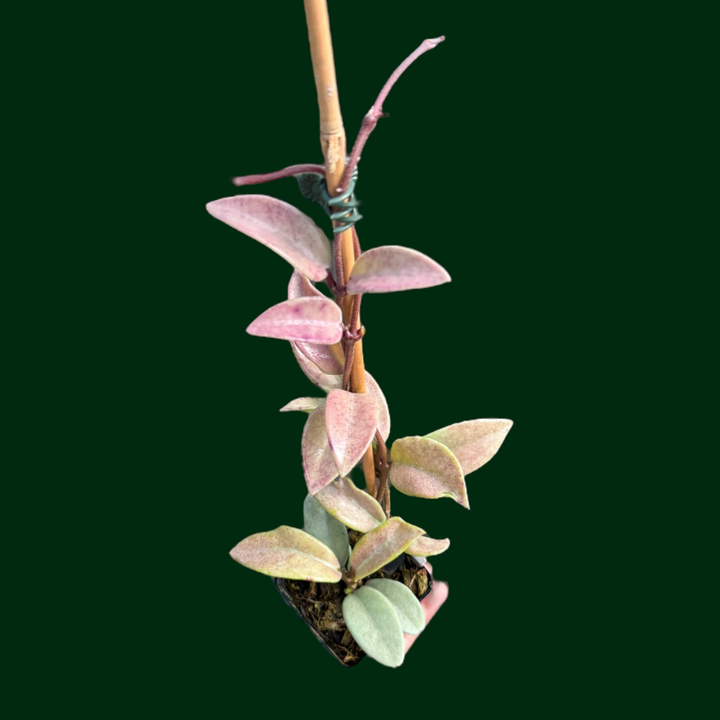 Hoya carnosa ‘Wilbur Graves’ (silver)