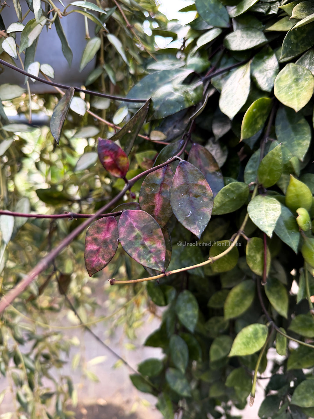 Hoya lacunosa ‘Black Inferno’ (UPT016)