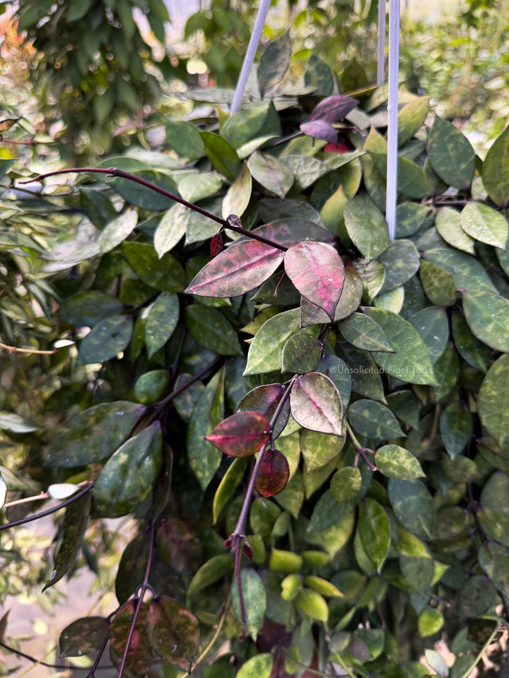 Hoya lacunosa ‘Black Inferno’ (UPT016)