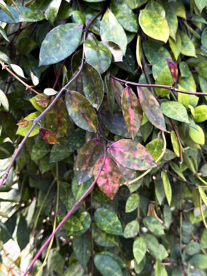 Hoya lacunosa ‘Black Inferno’ (UPT016)