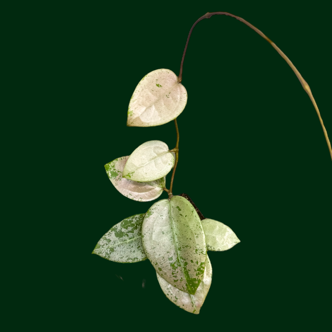 Hoya verticillata (heart-shape, silver)
