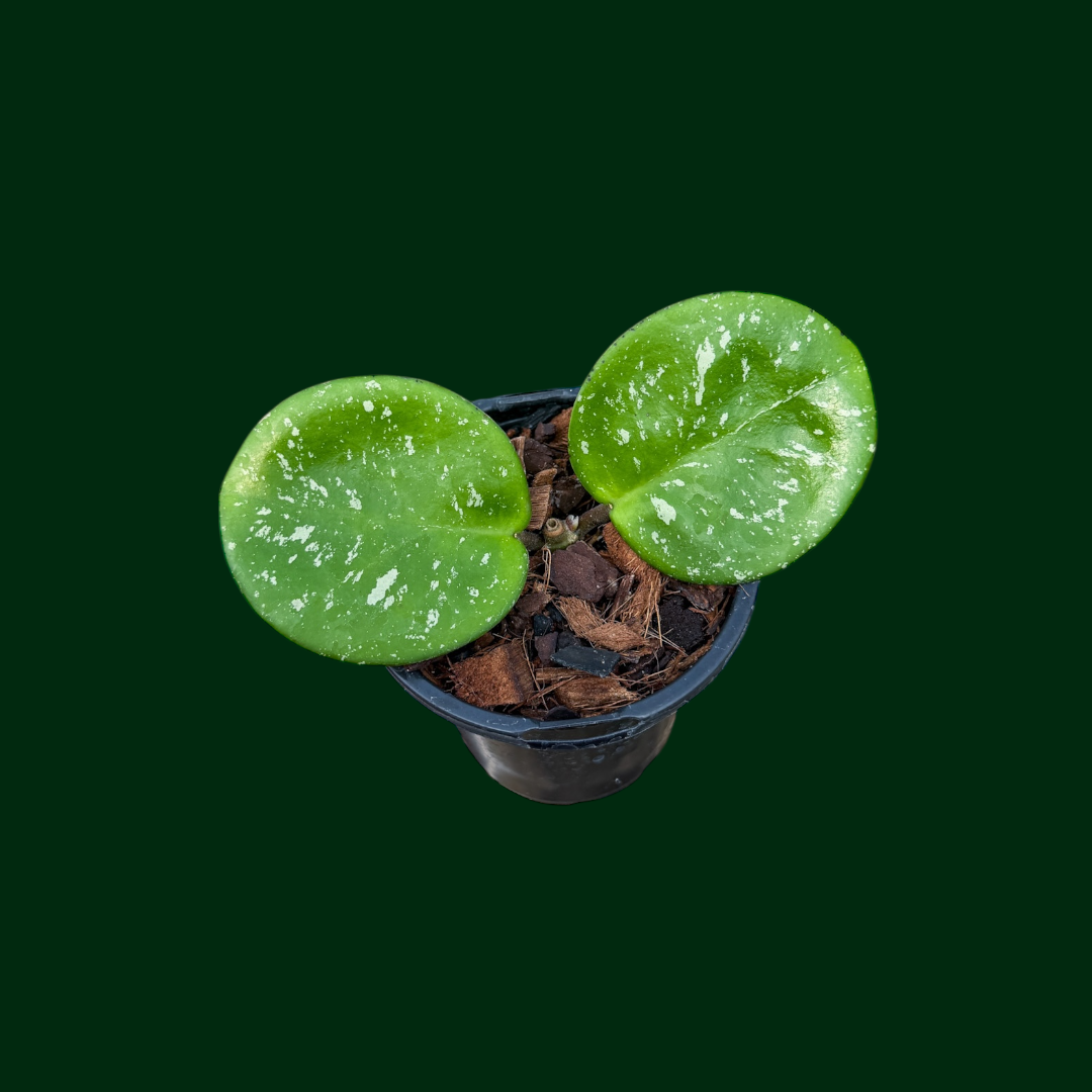 Hoya ‘Green Apple’ (obovata x ‘Krinkle 8’)