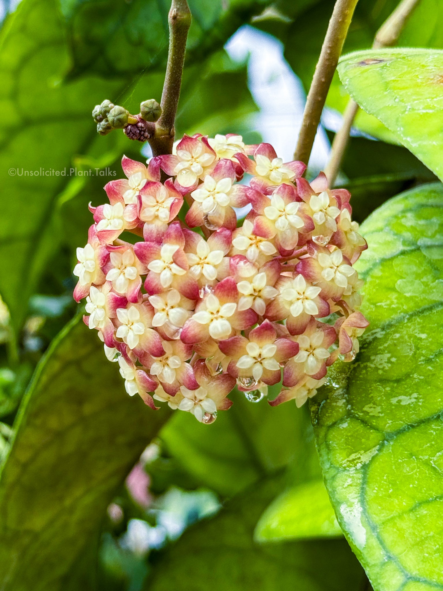 Hoya 'Alyona' – Unsolicited Plant Talks