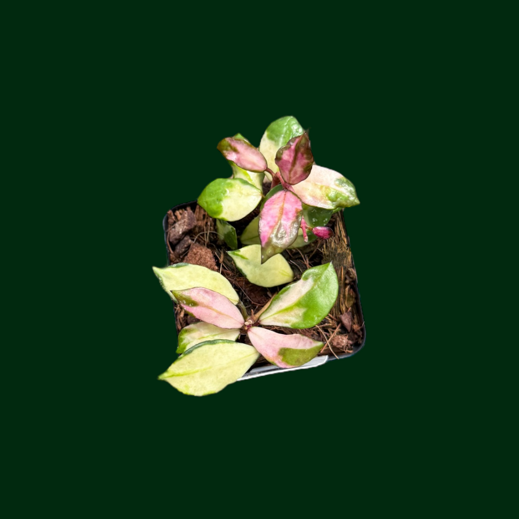 Hoya lacunosa 'Minara' – Unsolicited Plant Talks Hoya lacunosa 'Minara' – Unsolicited Plant Talks