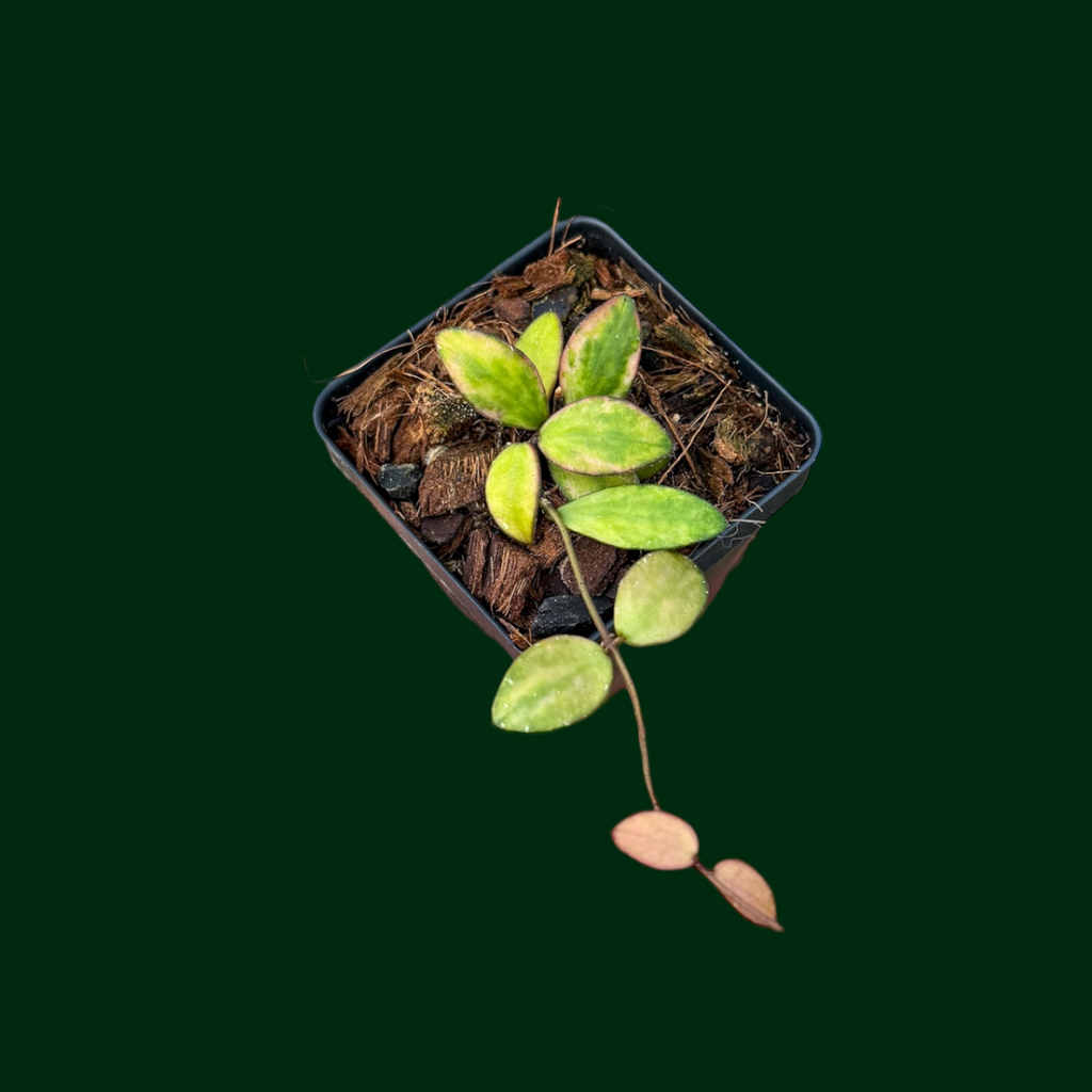 Hoya coin mini (karimantan) 　約５センチカップ Hoya 'Mini Coin' (Kalimantan, variegated) – Unsolicited Plant Talks