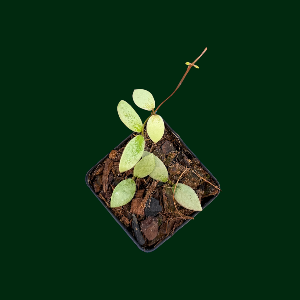 Hoya coin mini (karimantan) 　約５センチカップ Hoya 'Mini Coin' (Kalimantan, Silver) – Unsolicited Plant Talks