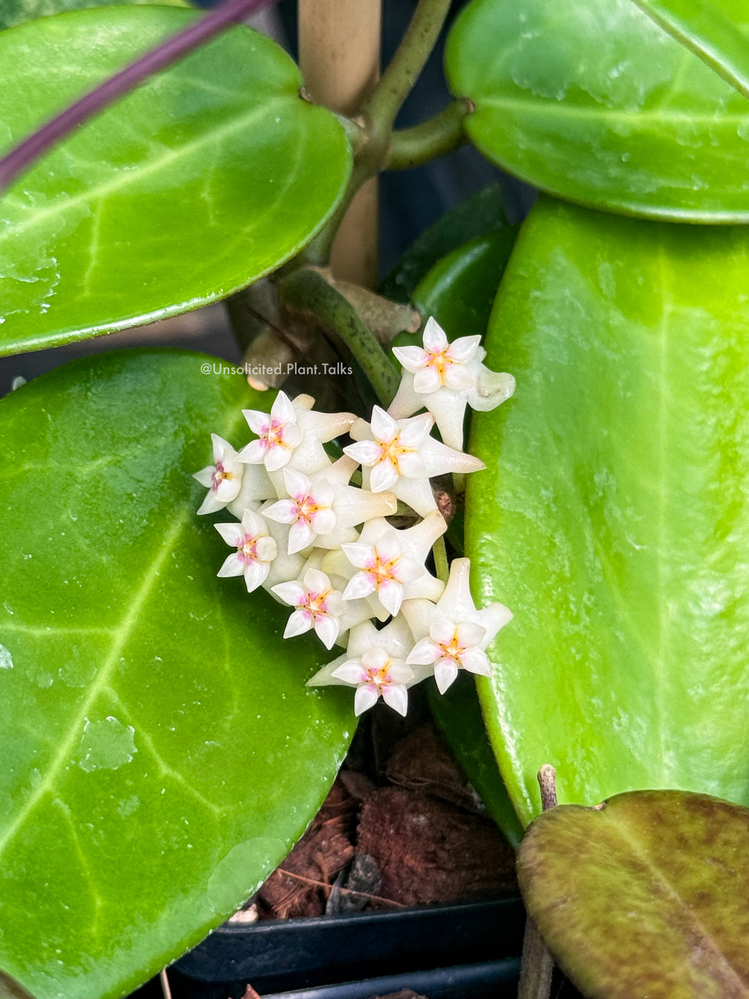 Hoya ‘Rime’ (splash)