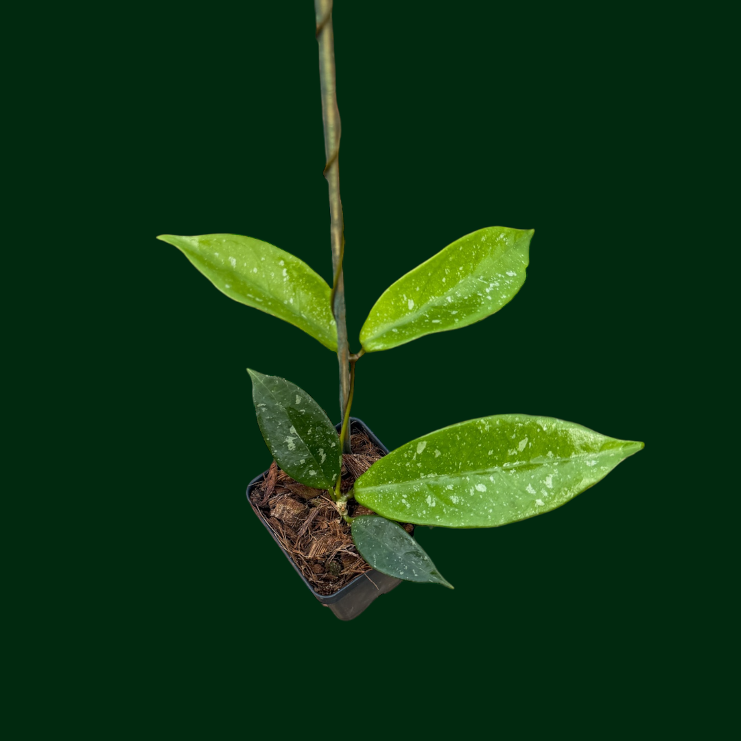 Hoya sp. (Lai Chau, long leaves)