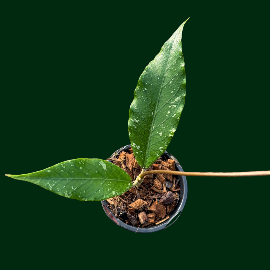 Hoya sp. (Gumpang AA02)