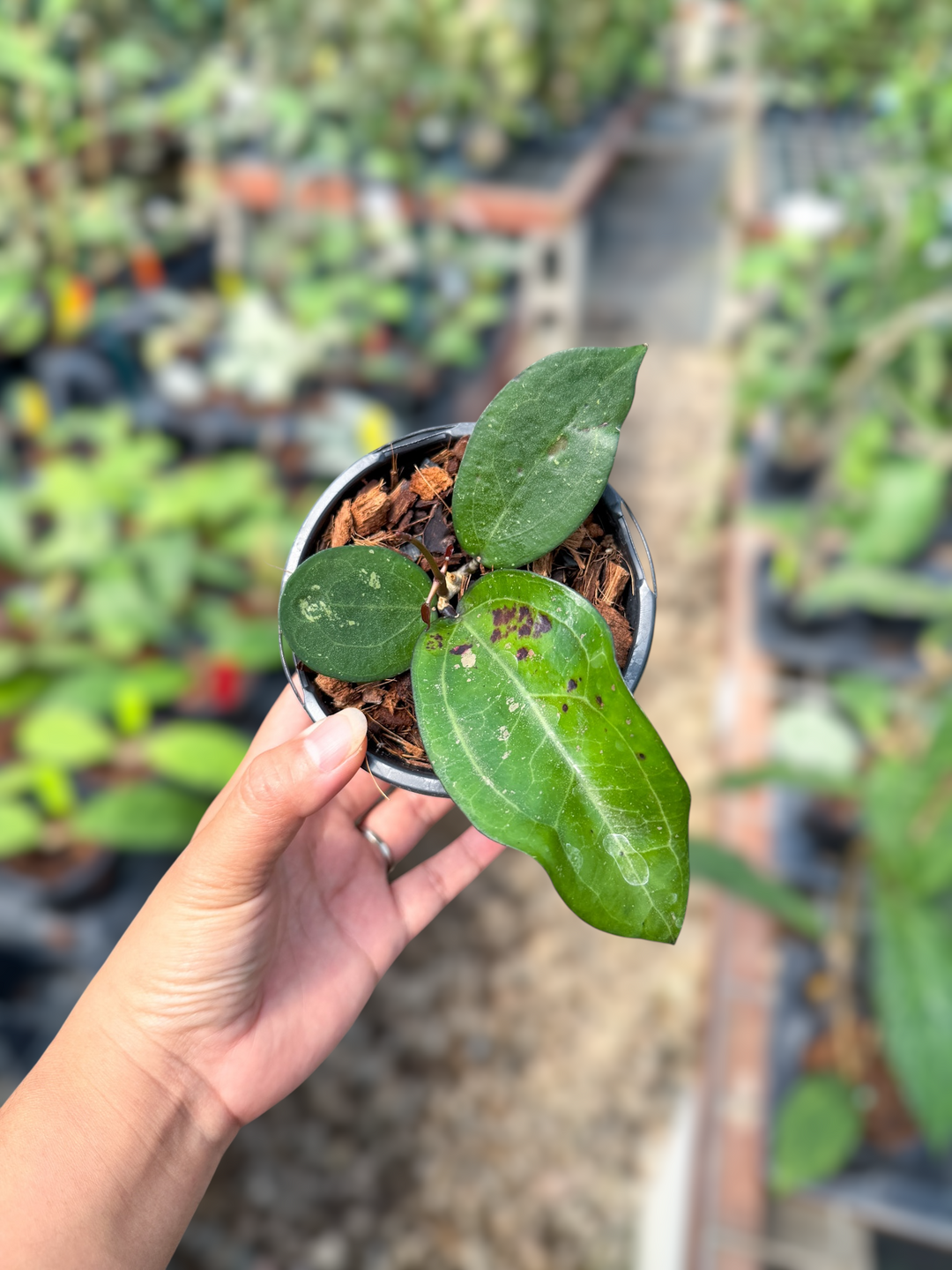 PS0188 - Hoya ‘Eloisa’ (elliptica x erythrina GTX05)