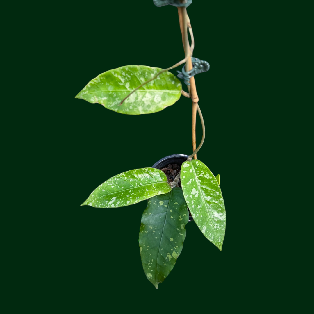 Hoya ‘Air Suri’ (Aceh)