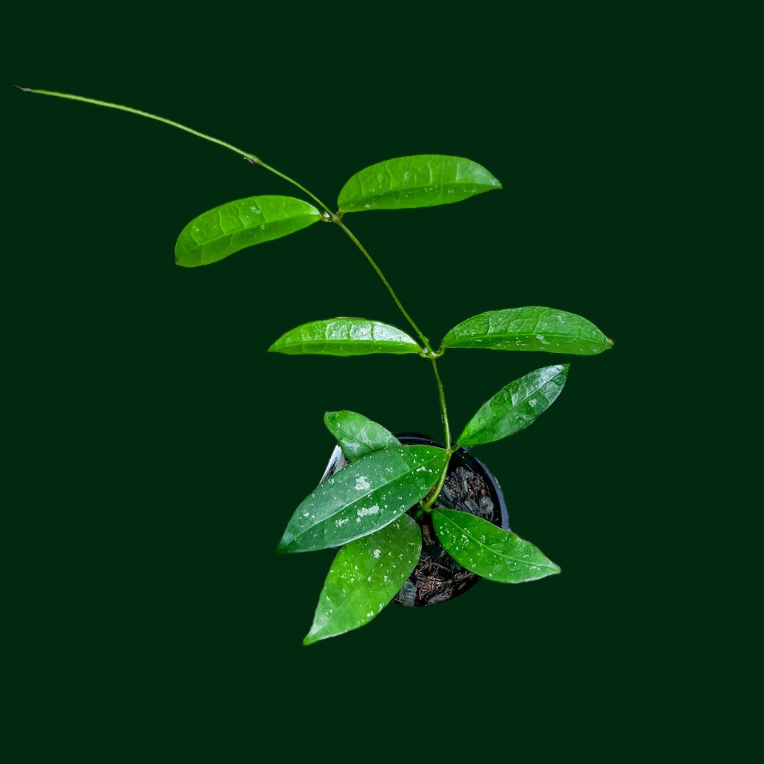 Hoya aff. griffithii (Yunnan, China)