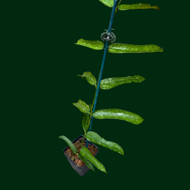 Hoya pandurata (Tsiang)