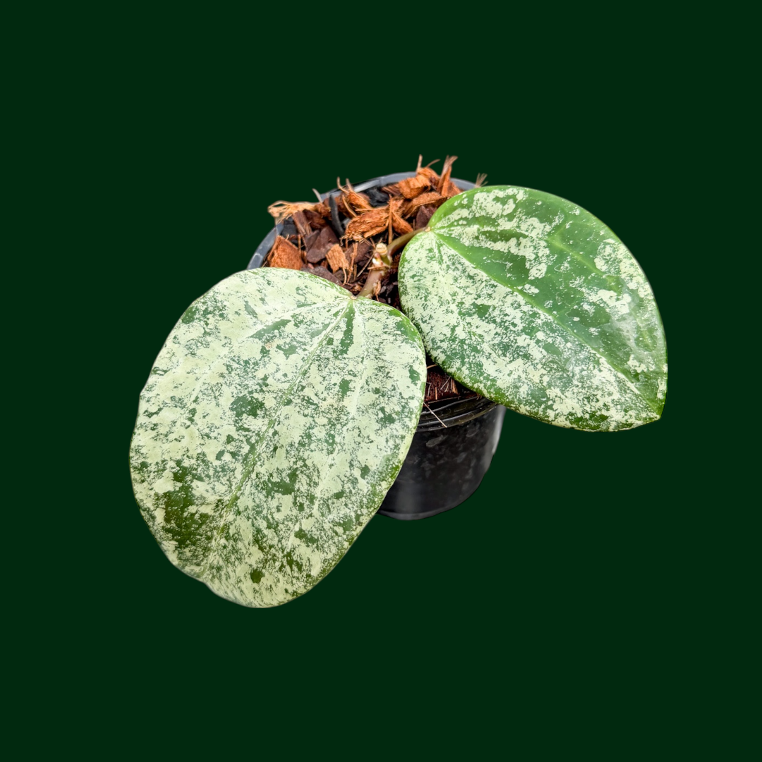 Hoya latifolia (MRH)