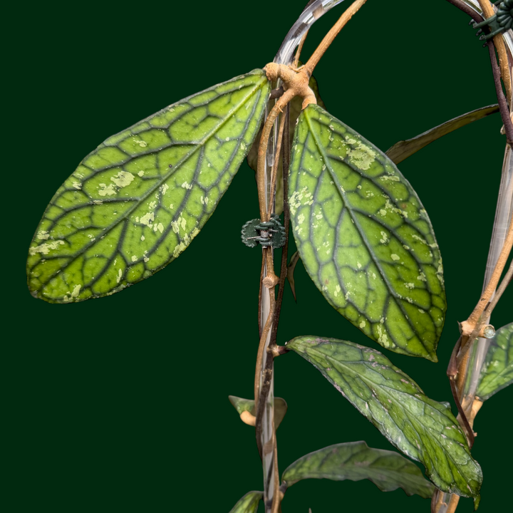 Trellised Hoya sp. (Tanggamus)