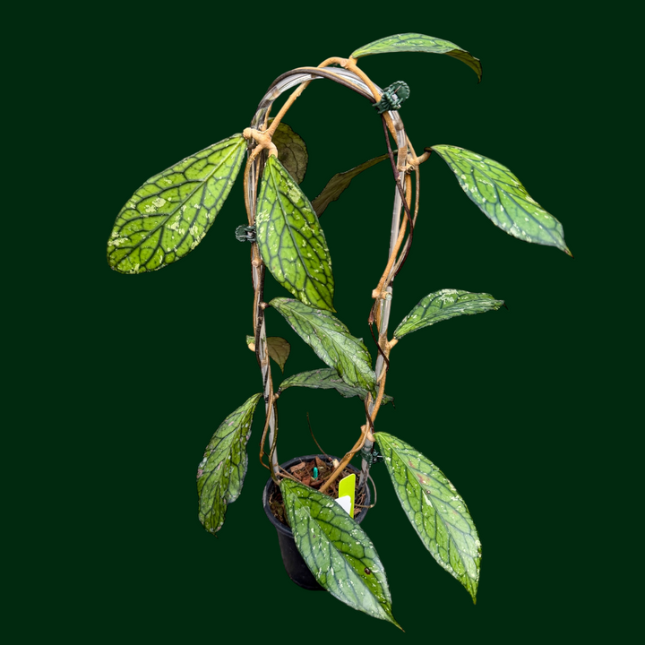 Trellised Hoya sp. (Tanggamus)