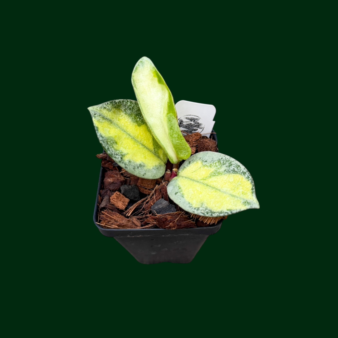 Hoya carnosa ‘Argentea Princess’