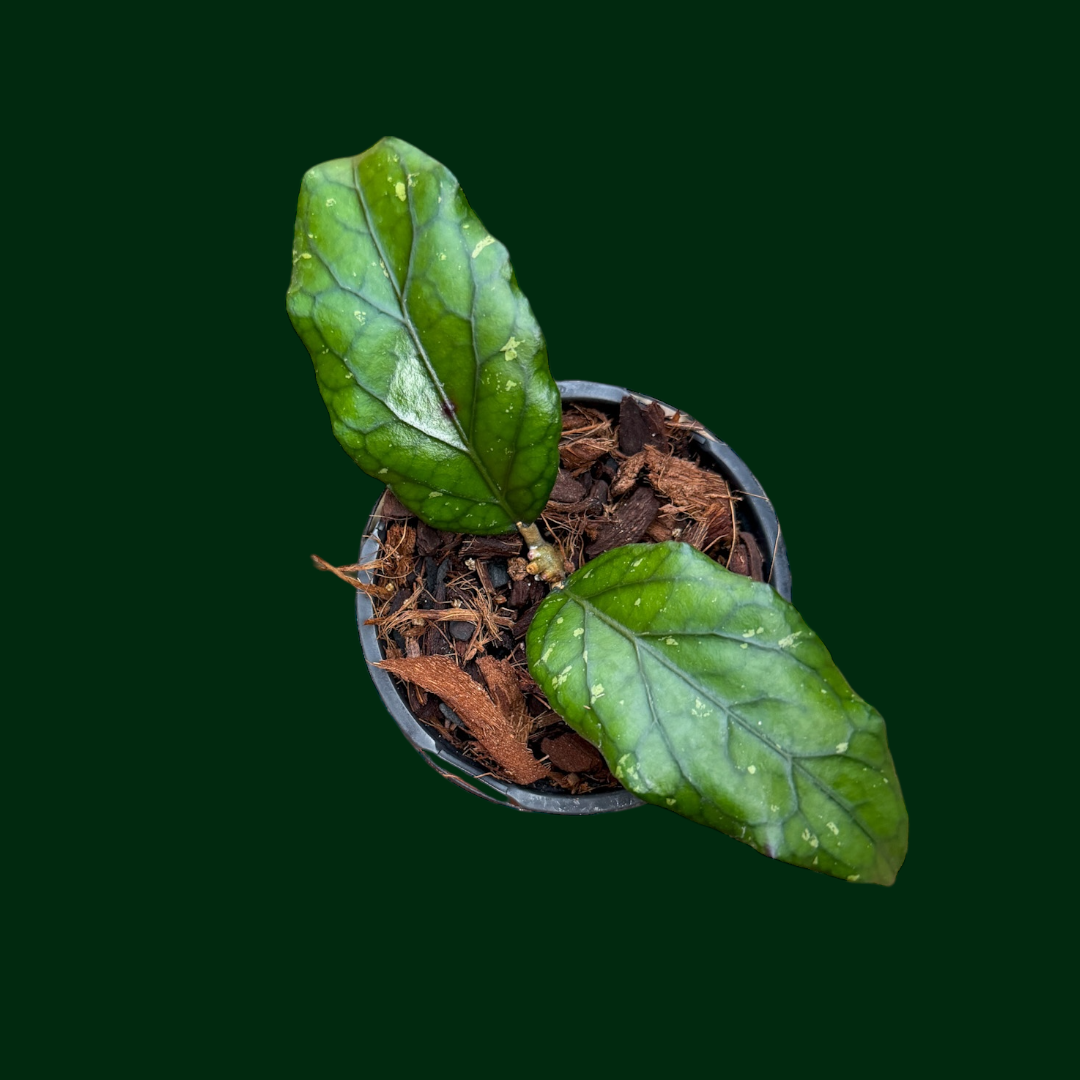 Hoya sp. (Takengon)