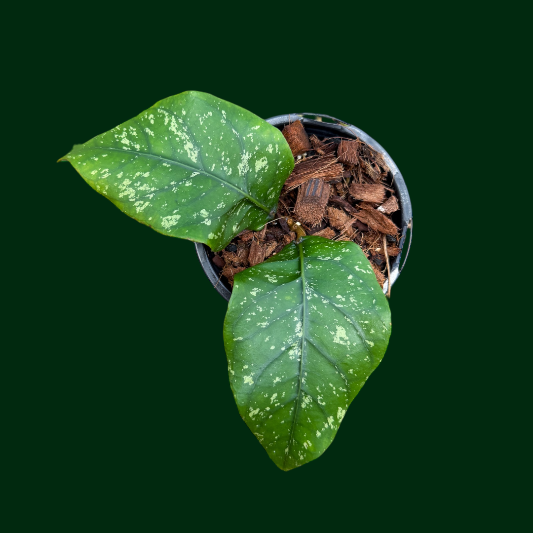 Hoya sp. (Badak Uken)