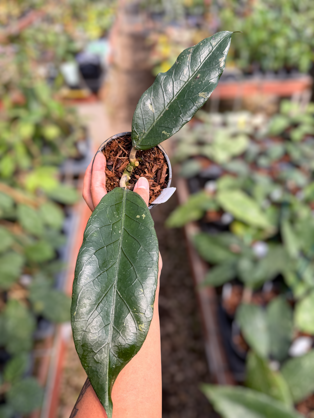 PS0203 - Hoya sp. (Aceh, no7BT1) - NEW!