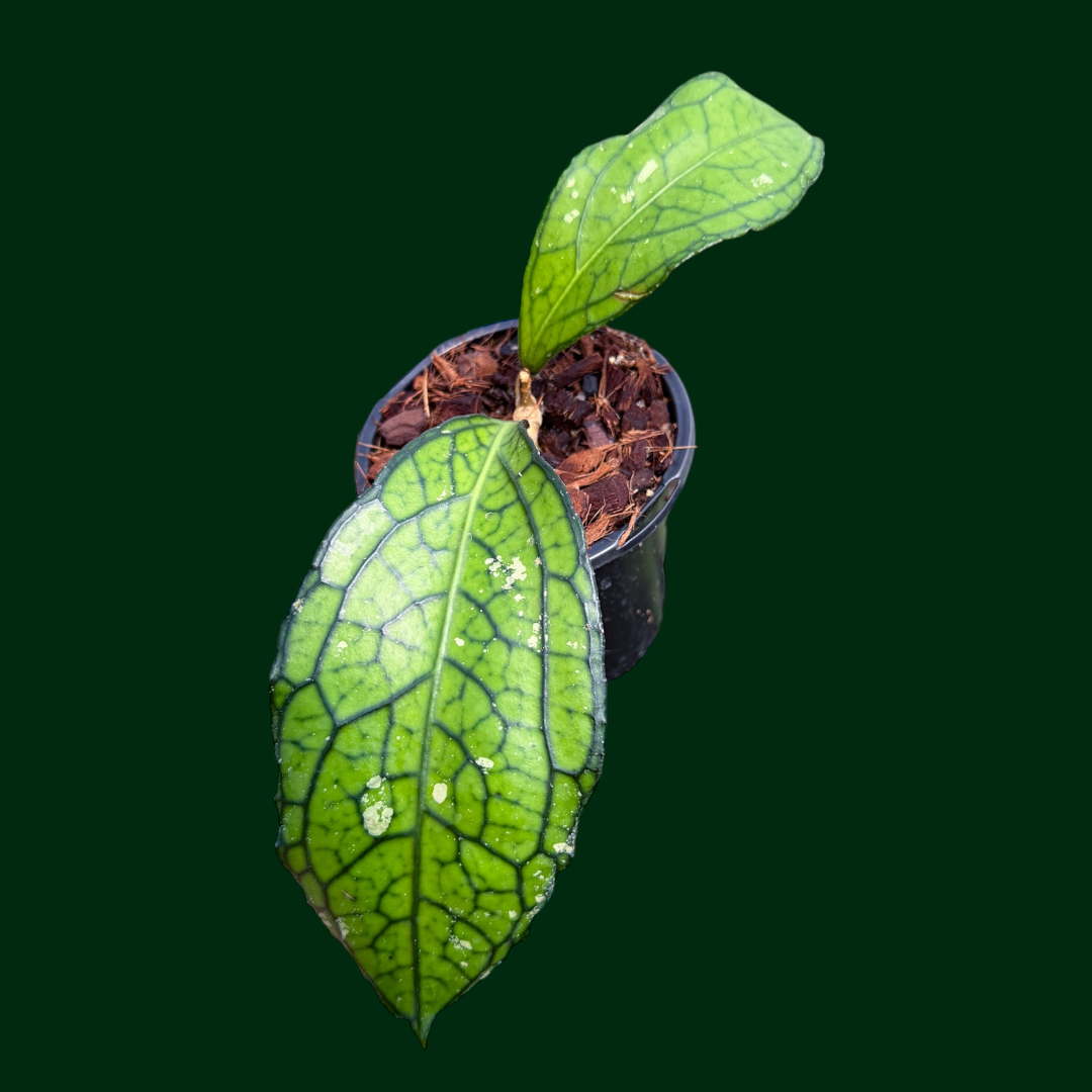 Hoya sp. (Sumatera aka. Sumatra)