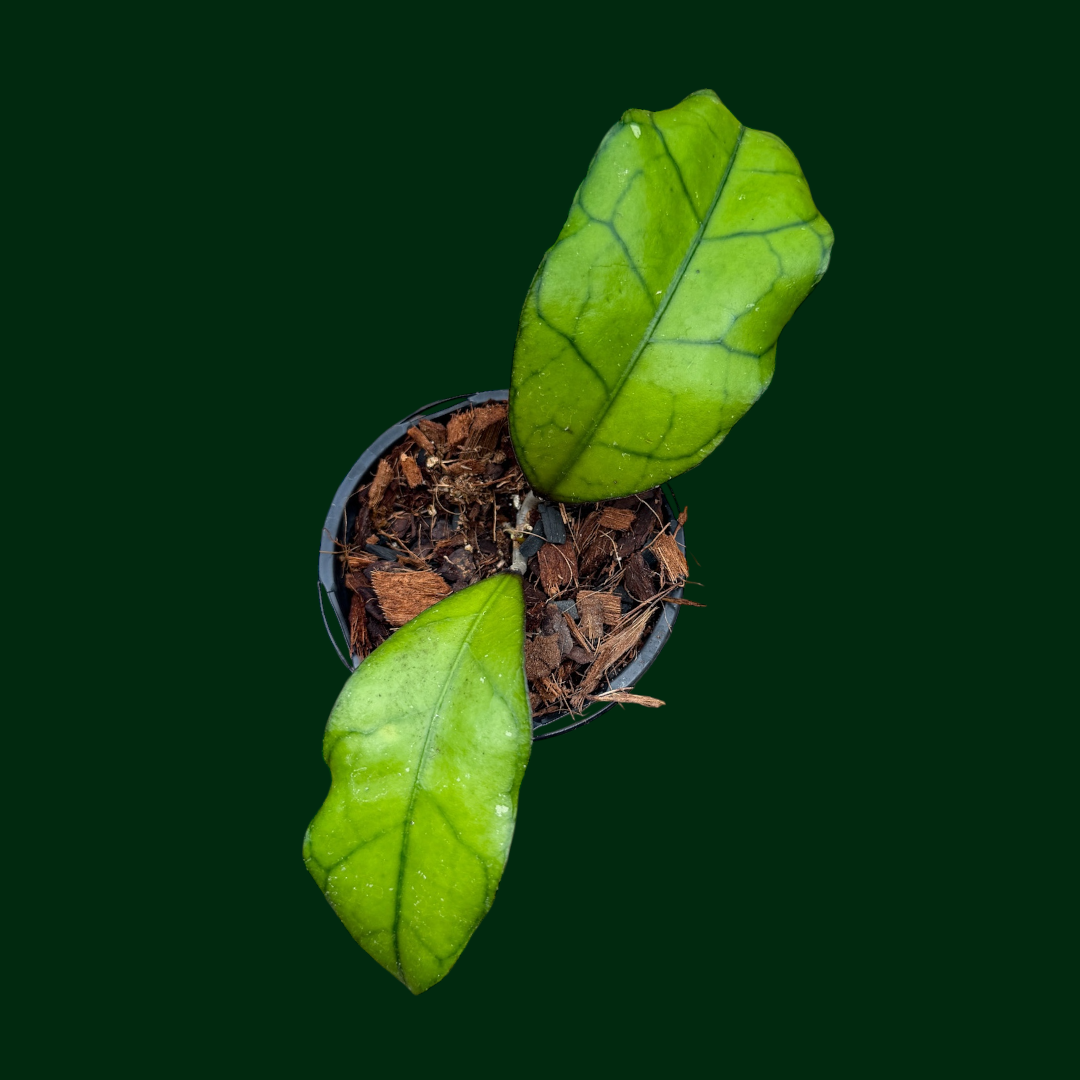 Hoya finlaysonii (black)