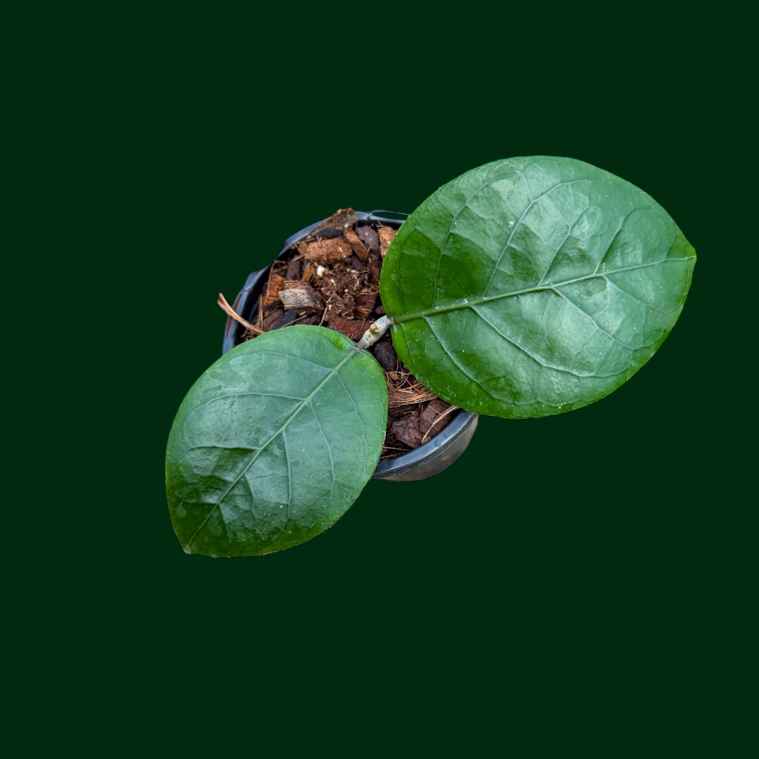 Hoya ‘Green Apple’ (Aceh)