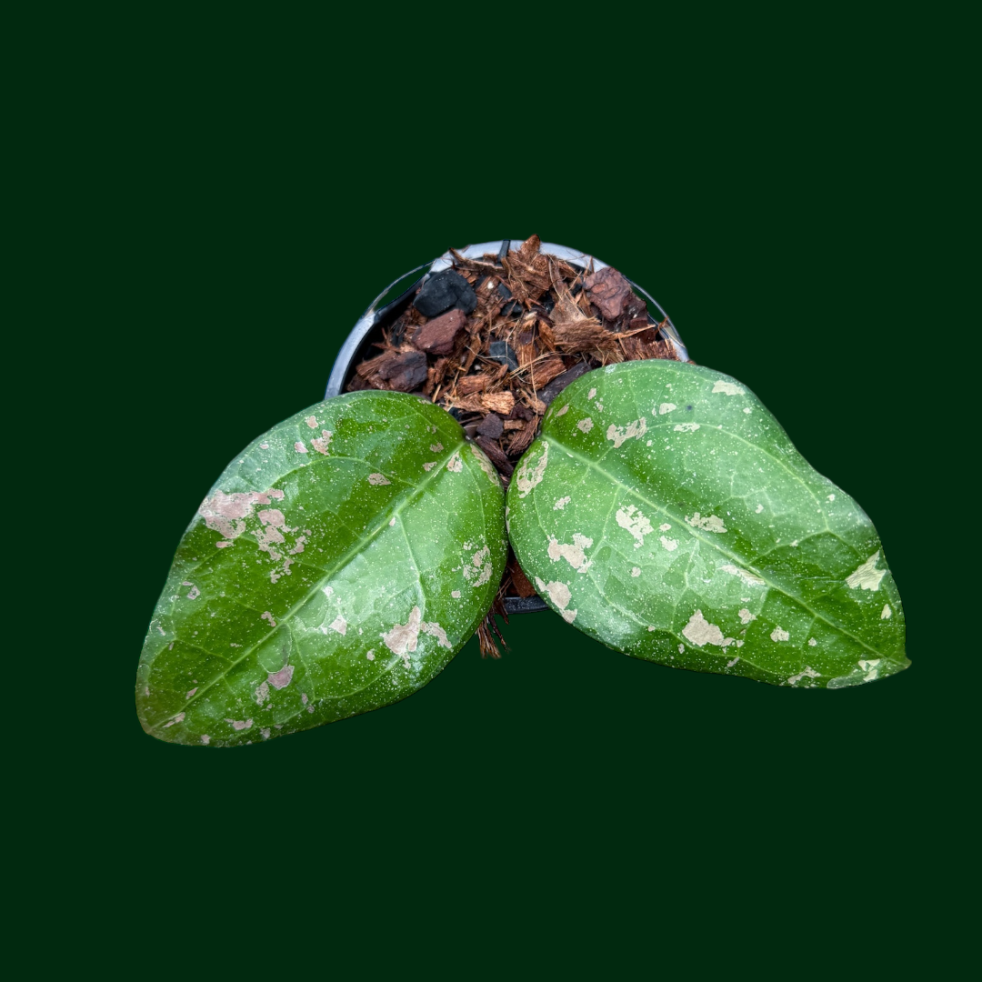Hoya verticillata ‘Bird of Paradise’