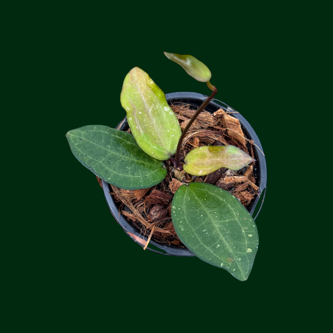 Hoya ‘Eloisa’ (elliptica x erythrina GTX05)