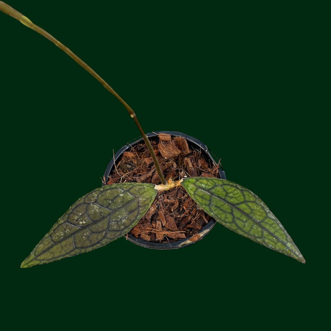 Hoya clemensiorum (black)