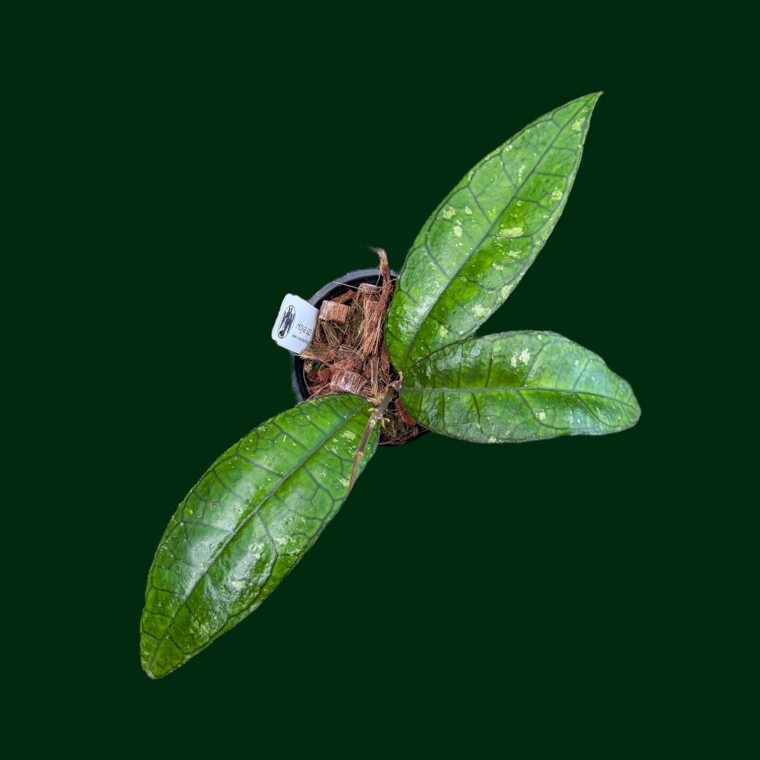 Hoya sp. Perak