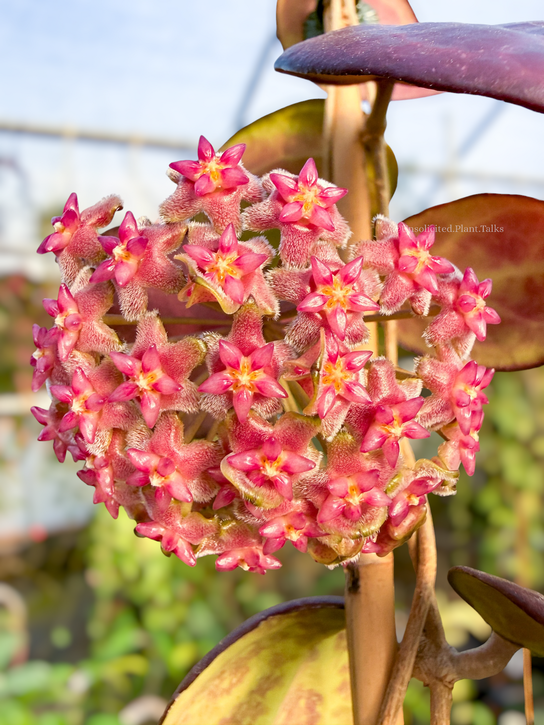 Hoya ‘Jordana’ (‘Nathalie’ x ‘Joy’)