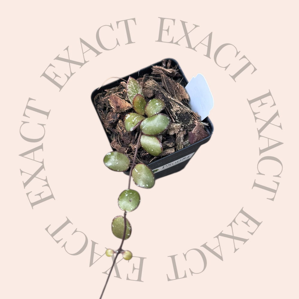 Hoya sp. (Kalimantan, mini)