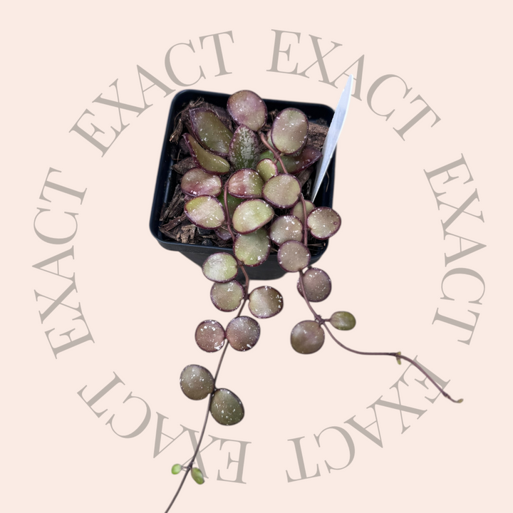 Hoya sp. (Kalimantan, mini)