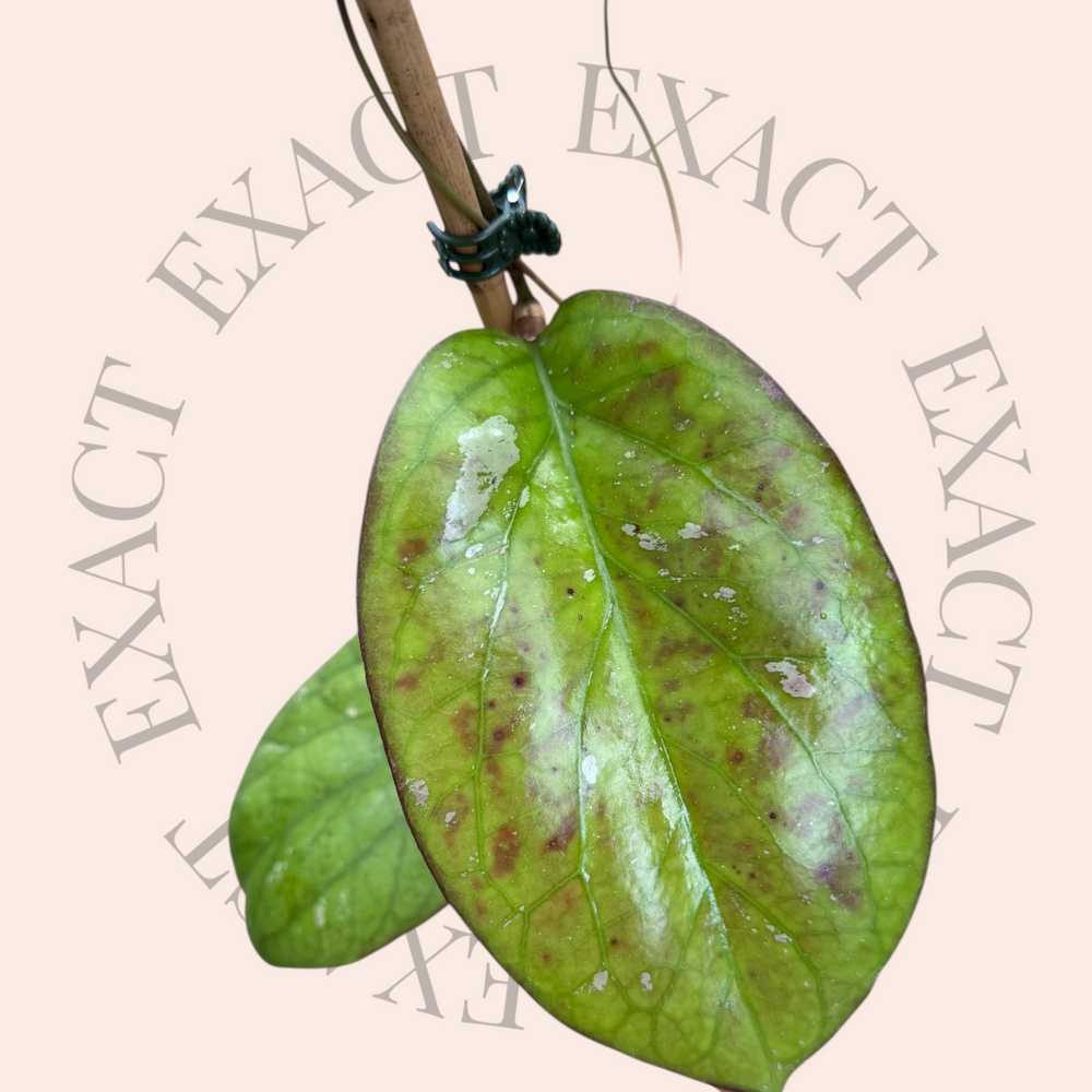 PS0099 - Hoya ‘Elephant’ (AH027)