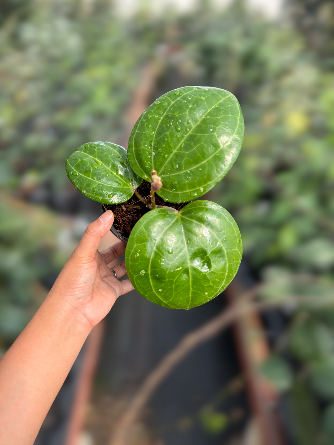 PS0064 - Hoya latifolia (Sarawak)