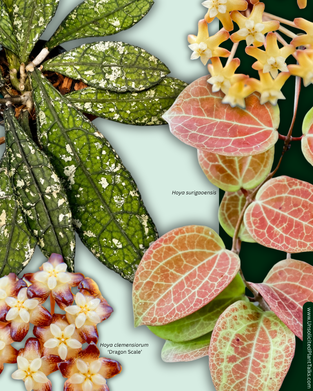 6 SEEDS - Hoya clemensiorum ‘Dragon Scale’ x Hoya surigaoensis