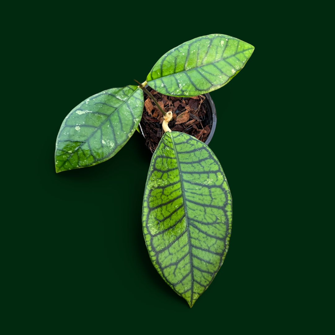 Hoya callistophylla (Sekadau)