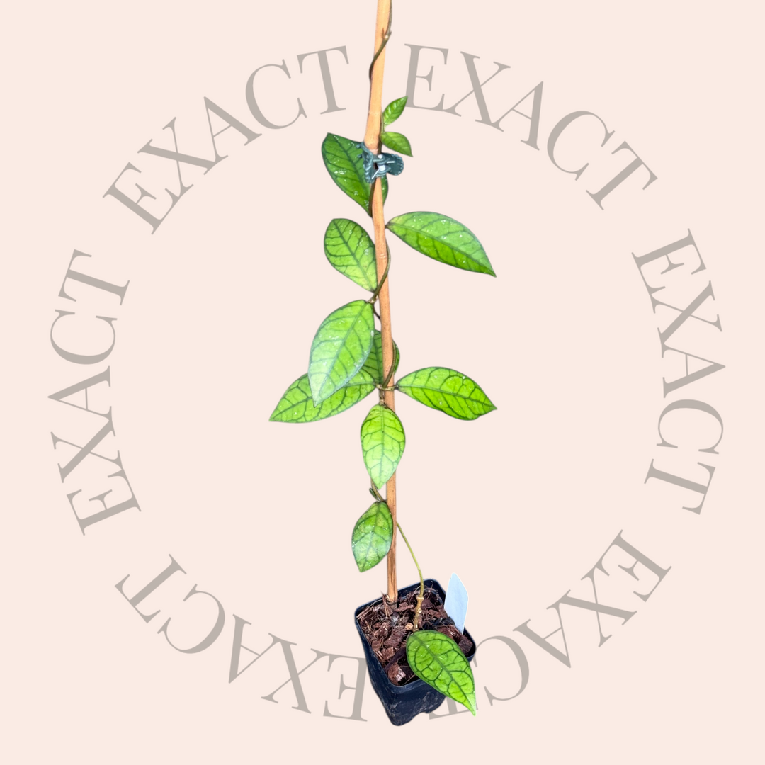 Hoya SS20-01 (desvouexensis x crassipetiolata)