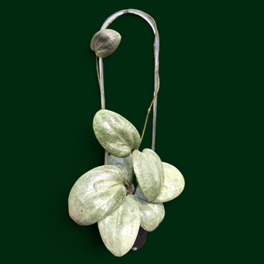 Hoya latifolia (silver)