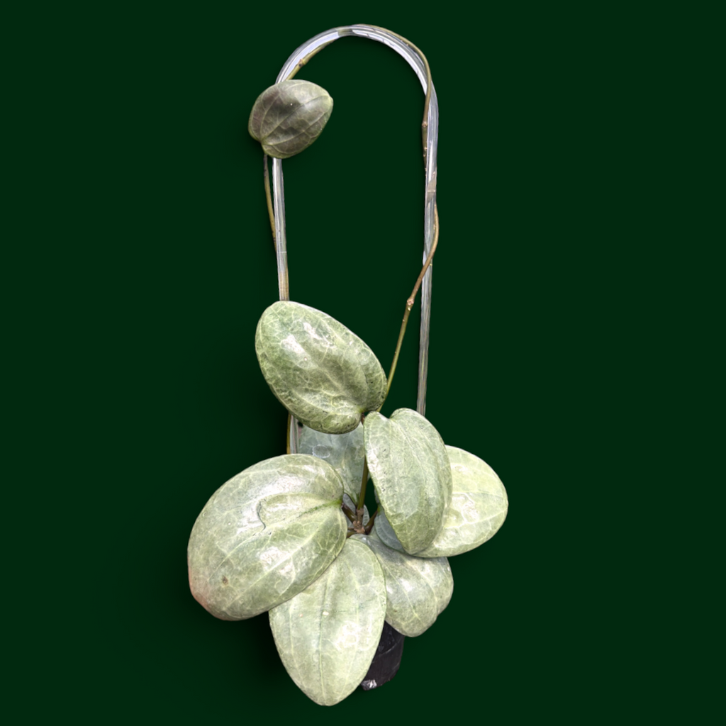 Hoya latifolia (silver) – Unsolicited Plant Talks