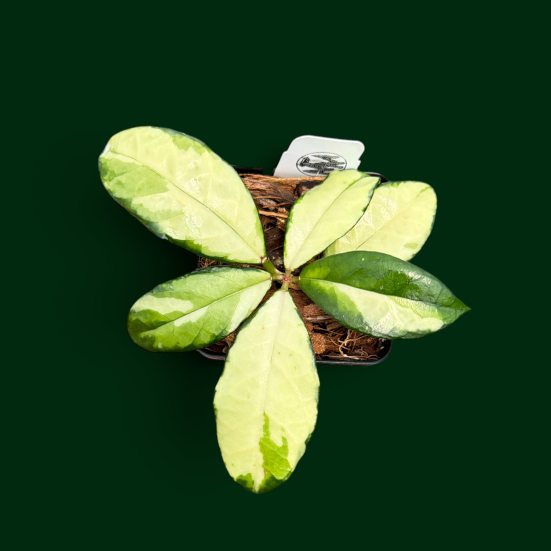 Hoya crassipetiolata (variegated)