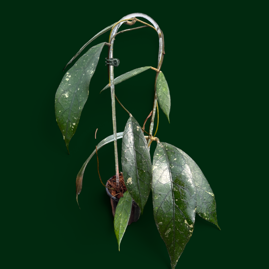 Hoya clemensiorum (Bengkulu)